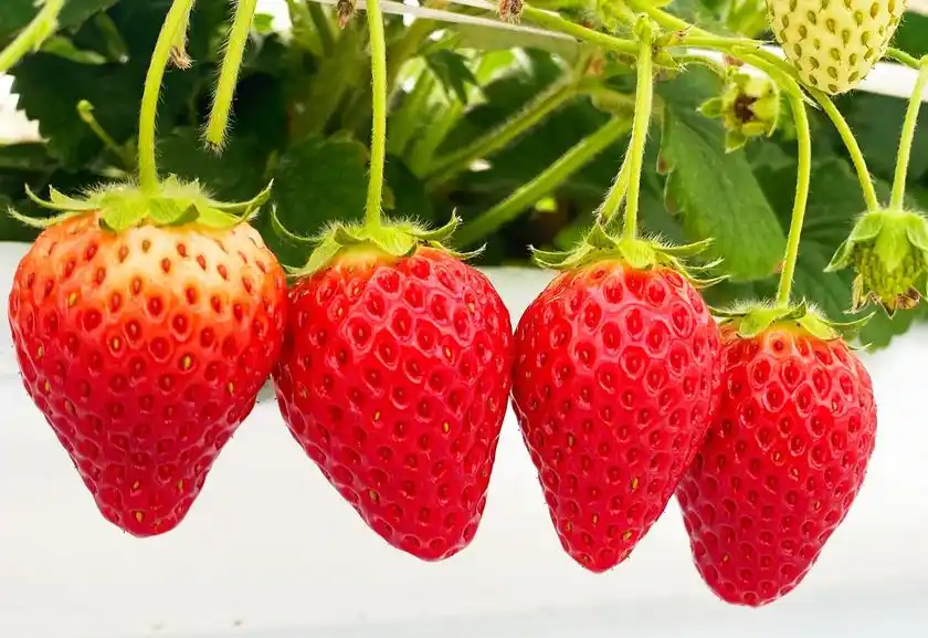 JAL AGRIPORT共催『いちご狩り体験』