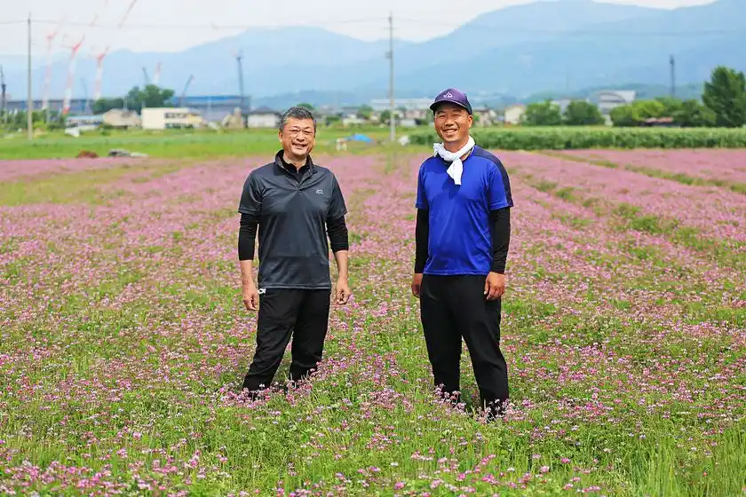 自社圃場をれんげが彩る