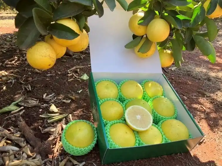 【株式会社エーエスピー】ニューシーズン到来！南アフリカ産ジャクソンフルーツが日本上陸！