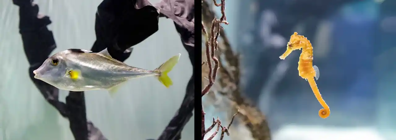 【グランビスタ ホテル＆リゾート】 【鴨川シーワールド】干支にちなんだ特別展示をトロピカルアイランド内で開催　2026年「干支の生き物～海の午(ウマ)たち～」開催