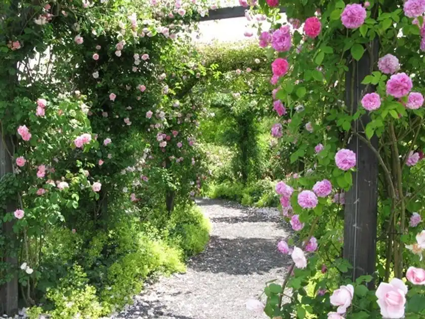ローズシーズン パーゴラ
