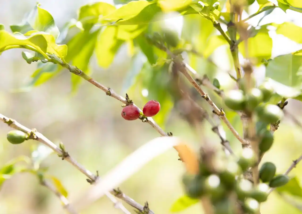 “幻のカンボジアコーヒー”を未来へ。”買う”が”育てる”になるサブスク「notice coffee」が始動。