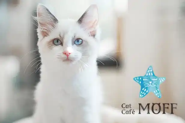 【株式会社MOFF】 仔猫たちと過ごす“あたたかな冬”。12月23日『Cat Cafe MOFF』川口前川にオープン！