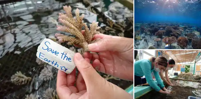 【沖縄・恩納村】「サンゴの村」で学ぶ、持続可能な未来への旅。SDGパートナーズ×ベルトラ共同企画！事前学習と現地体験を組み合わせた「大人の修学旅行」を販売開始