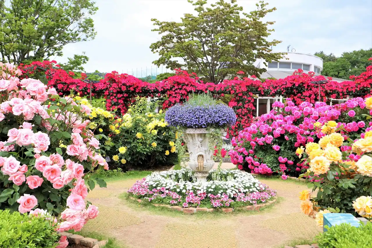 あしかがフラワーパークでは５００種２５００株の華やかなバラがまもなく見頃を迎えます！