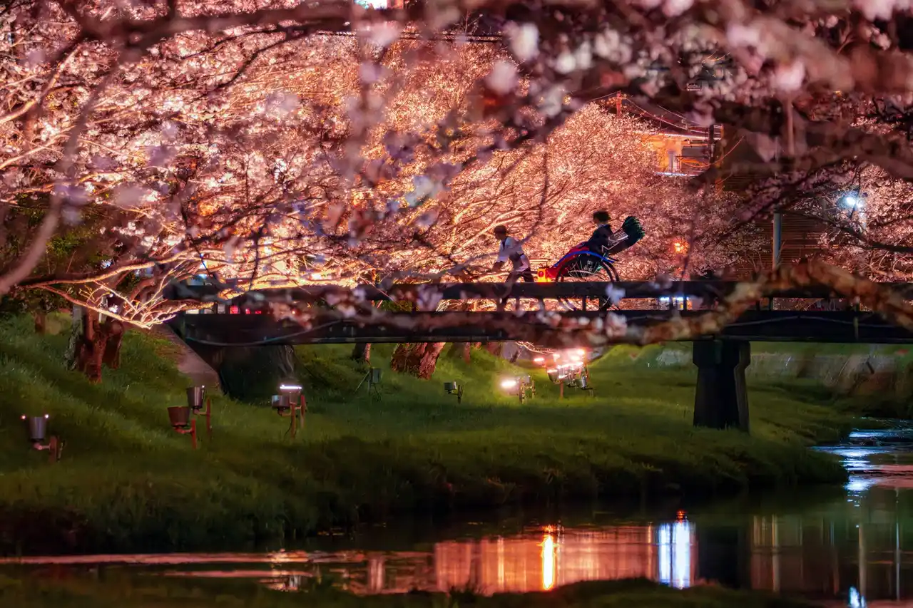 【界 玉造】温泉街に咲く約400本の桜並木を愛でる「桜舞うたまゆら滞在」今年も開催