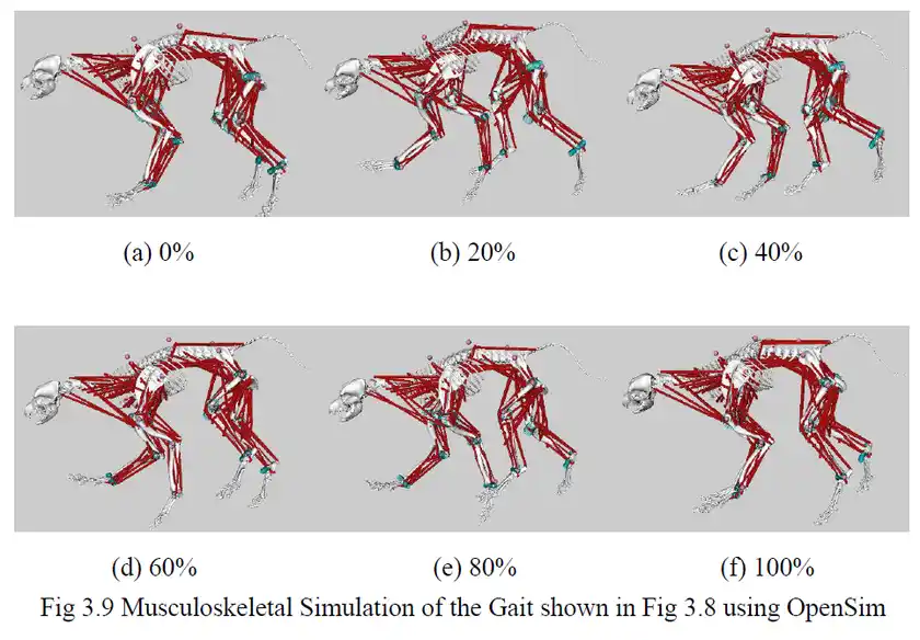 実験中の歩行(筋骨格シミュレーション)
