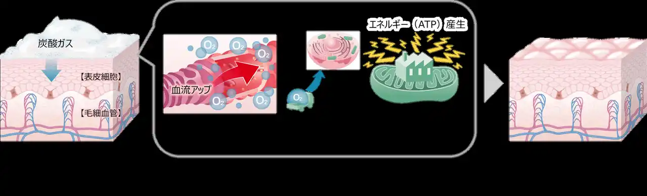 【花王株式会社（ニュースリリース）】 血行促進により表皮細胞が活性化するメカニズムを、ヒトの肌で新たに確認