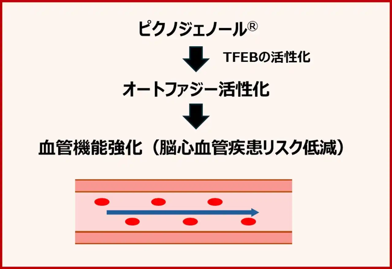 【小林製薬株式会社】 ピクノジェノール(R)のオートファジー活性亢進作用およびそのメカニズムを発見　血管機能強化の作用機序を解明