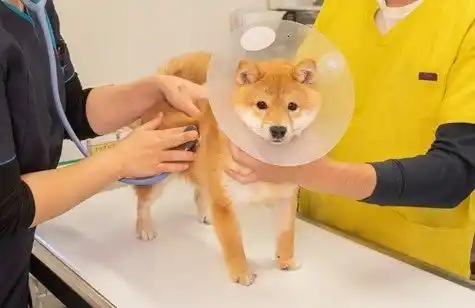 【ペッツファーストホールディングス株式会社】 ペッツファーストグループ 里親探し活動レポート 2025年7月度