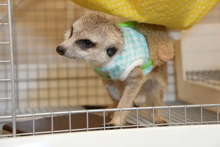 ミーアキャット(1)