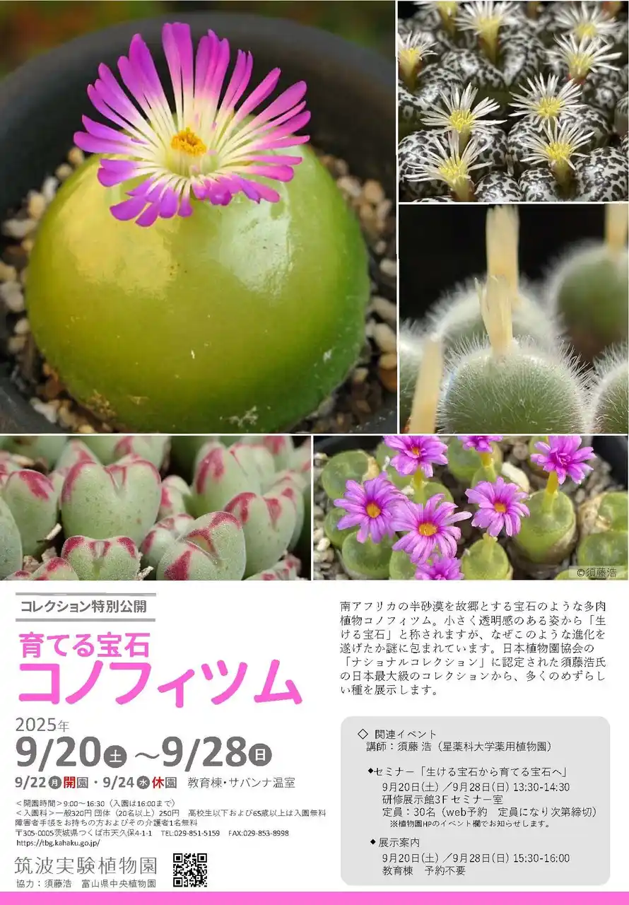 【国立科学博物館 筑波実験植物園】コレクション特別公開「育てる宝石・コノフィツム」開催のご案内