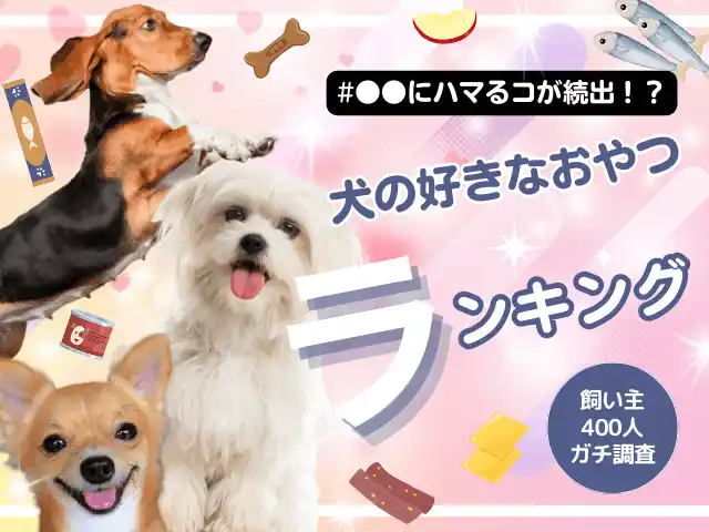 【株式会社エイト】 【飼い主400人に調査】犬がどハマりする●●が1位！好きなおやつランキングを大公開！