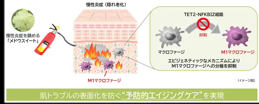 “隠れ老化”である慢性炎症の鎮静に植物でアプローチ(1)