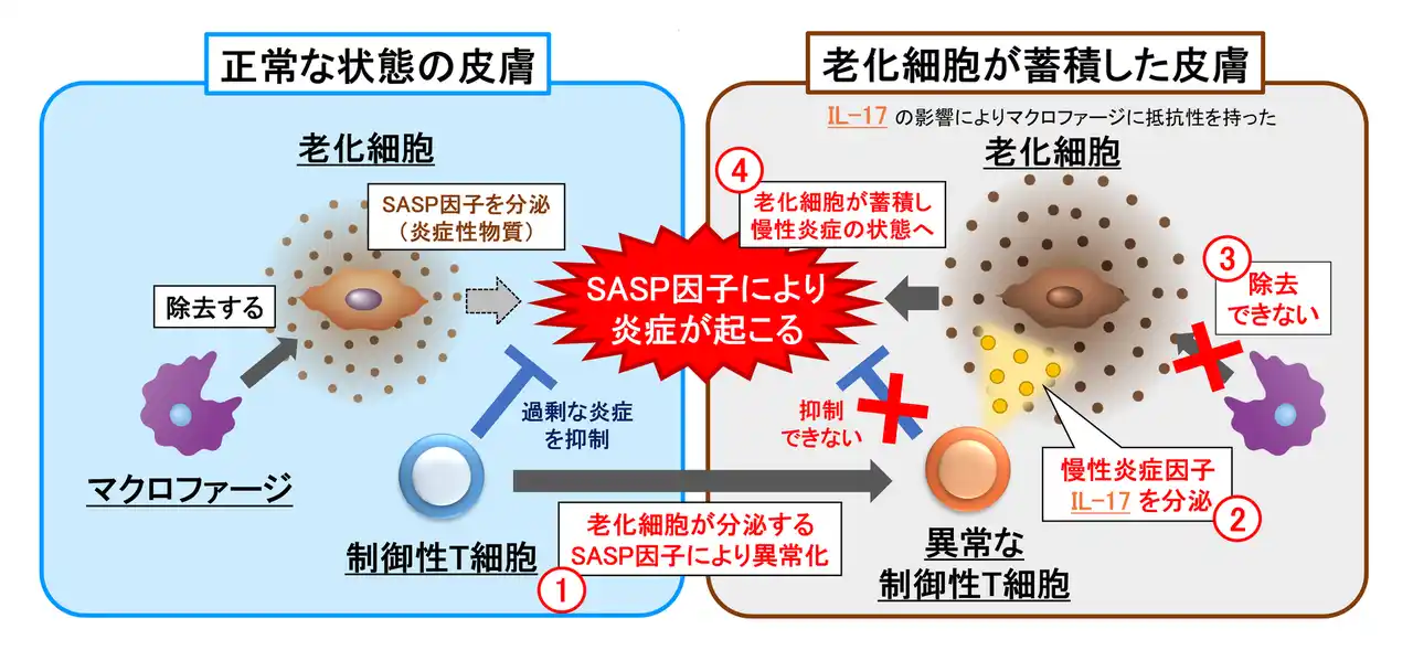 【日本メナード化粧品　総合研究所】 免疫系細胞の異常が皮膚の老化を促進する新たなメカニズムを解明～制御性T細胞（Treg）の異常が老化細胞の蓄積を促進させる～