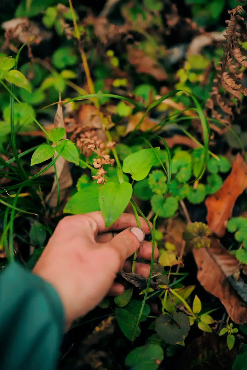 【TIGER MOUNTAIN】吉田勝信 個展「Design, Foraging, Printing」9月3日（水）開催のお知らせ