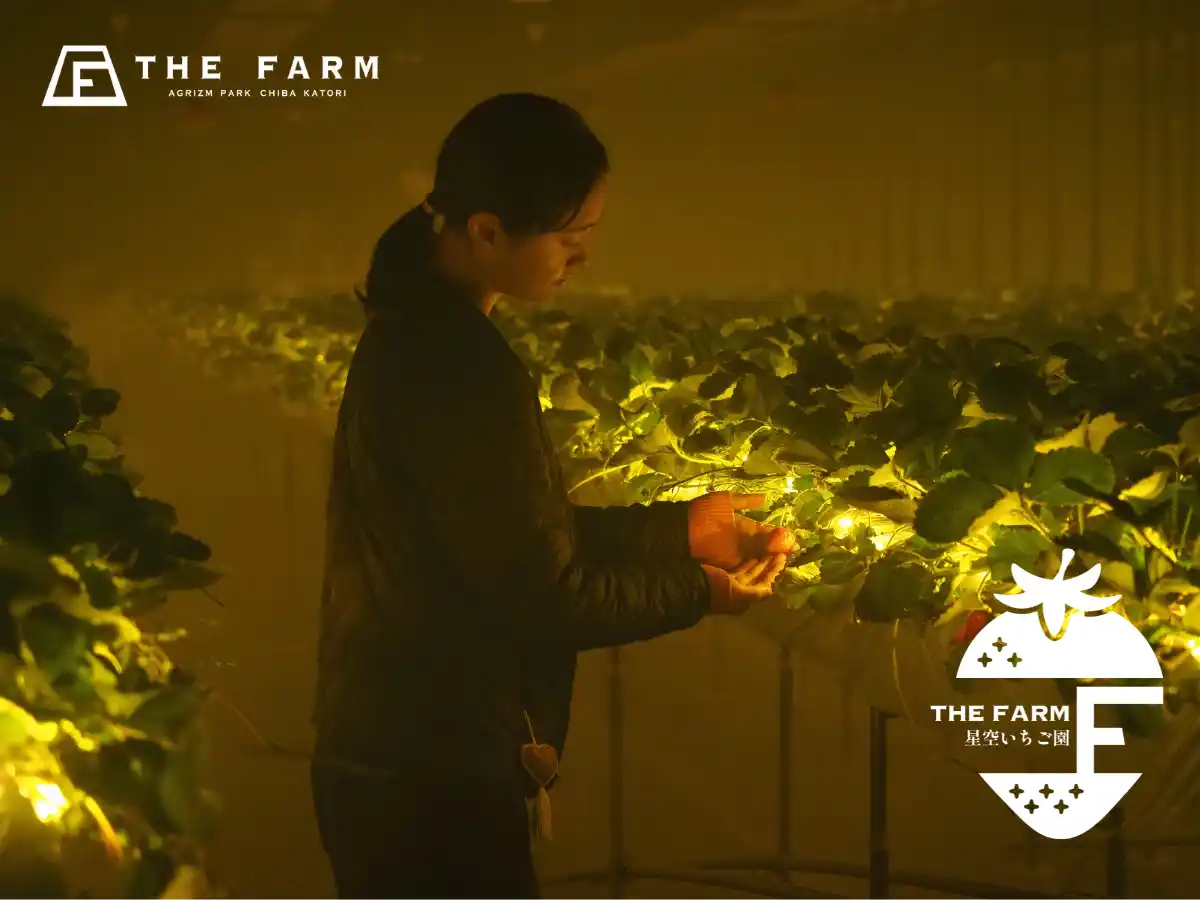 【房総の新スポット】年間33万人が訪れる農園リゾートが手掛ける「THE FARM星空いちご園」が2025年12月13日（土）オープン。 各メディアで話題の"ナイトいちご狩り"がさらに進化。
