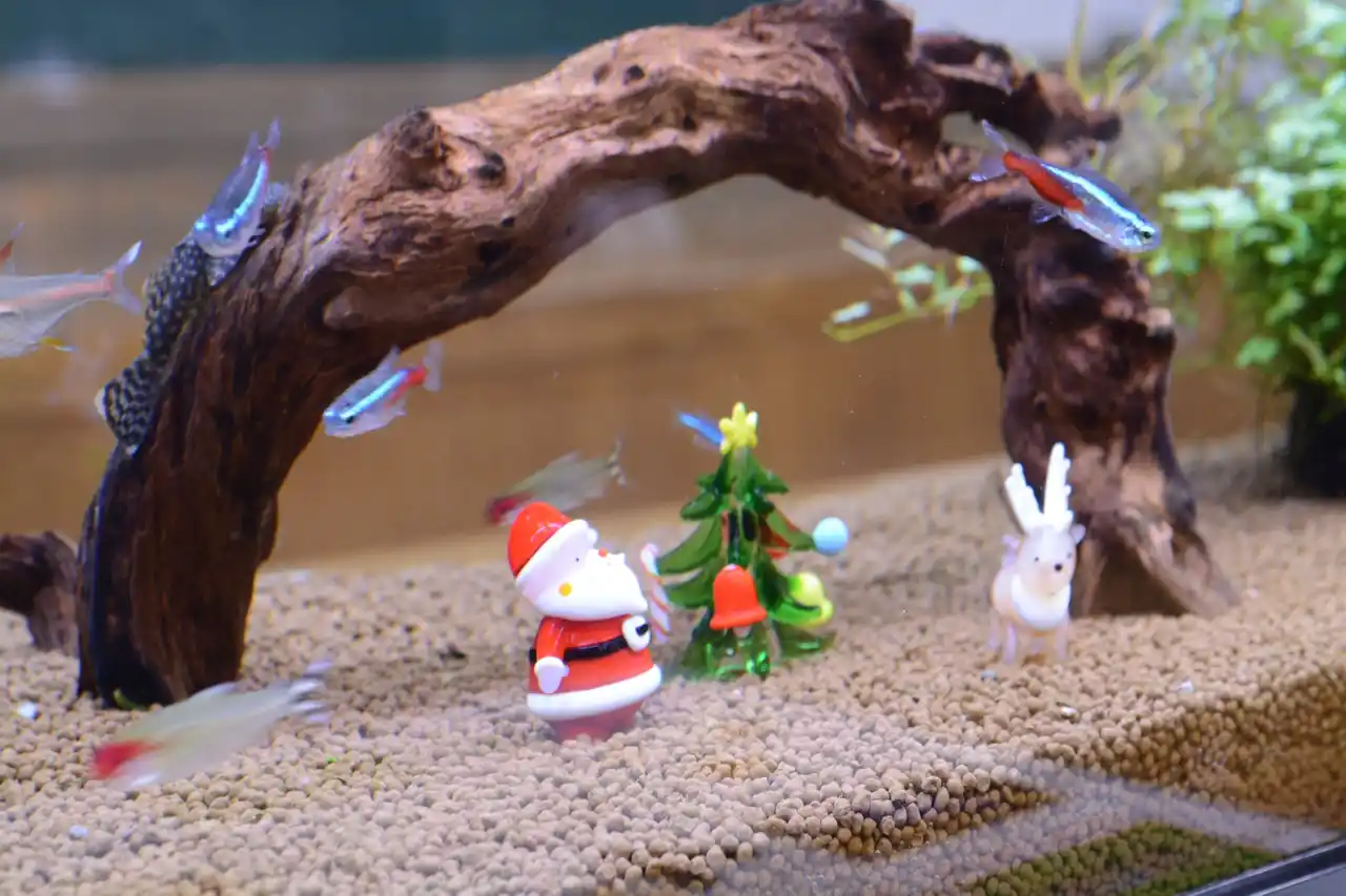 【一般財団法人 公園財団　Parks Japan.F】 トロピカルクリスマス開催中！【国営アルプスあづみの公園　堀金・穂高地区】