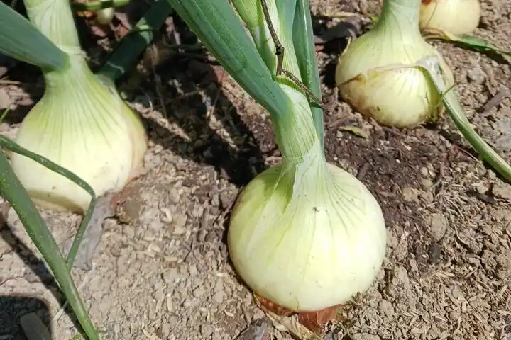パンダ農園新玉ねぎ.jpg