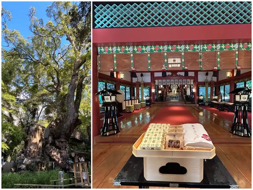 大楠／熱海・來宮神社