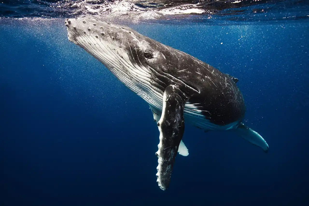 【1枠限定】Arteが手掛ける沖縄の海で“唯一無二のホエールスイム体験”を特別販売開始