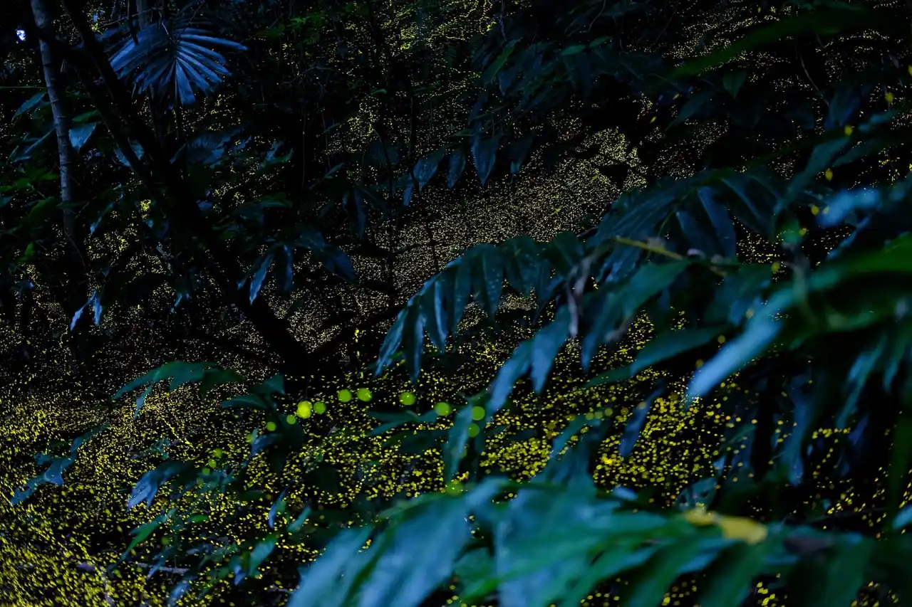 【西表島ホテル】春の夜しか見られない、ホタルが織りなす森のイルミネーションに没入する「ヤエヤマヒメボタル観賞プライベートツアー」1日1組限定で開催