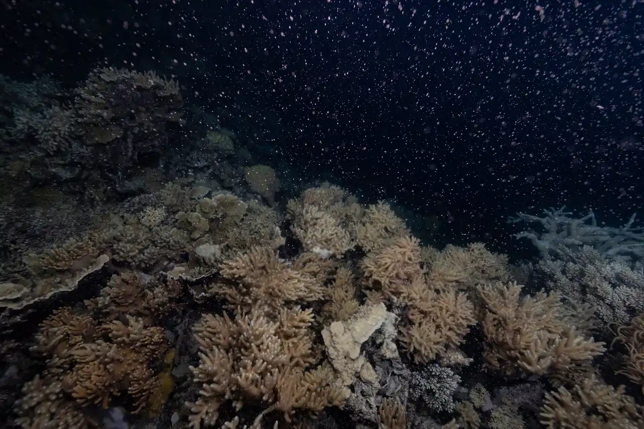 【クイーンズランド州政府観光局】 ～オーストラリア北東部 クイーンズランド州～　グレートバリアリーフで「ピンク色の雪景色」