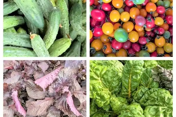 【旧軽井沢KIKYOキュリオ・コレクションbyヒルトン】　信州茅野市の旬を軽井沢で。「蓼科野菜」ブランド化プロジェクトに参画