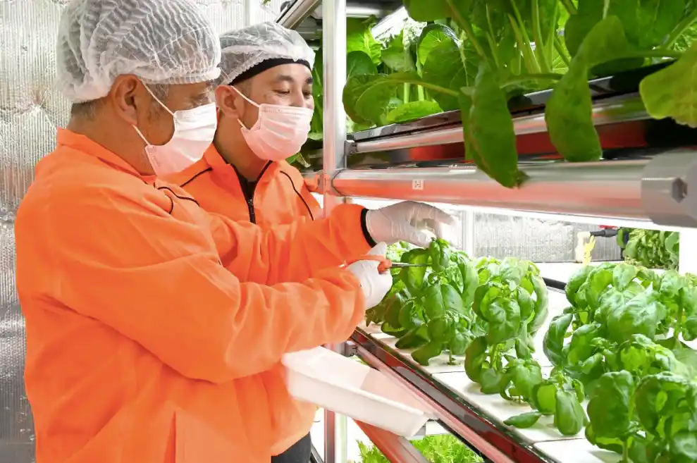 “はたらくよろこび” を育む農園「CWファーム仙台福田町」 3周年記念企画