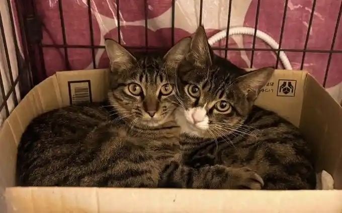 【山形県米沢市】 【ふるさと納税】飼い主のいない猫の不妊・去勢手術支援のため、100万円の資金調達を開始