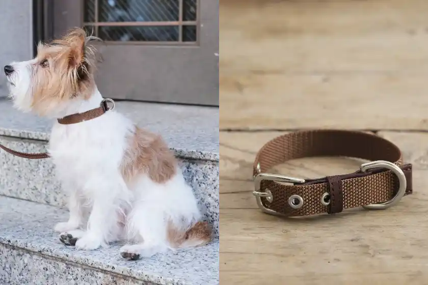 犬用首輪 着用イメージ