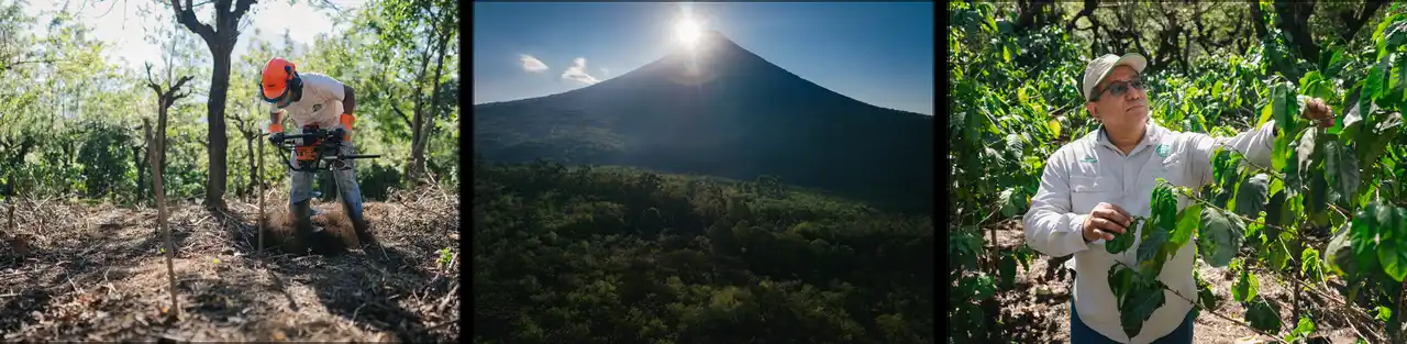 【スターバックスコーヒージャパン株式会社】 スターバックス新自社農園「バレー オブ ボルケーノ農園」にて初収穫したコーヒー豆が世界初登場！