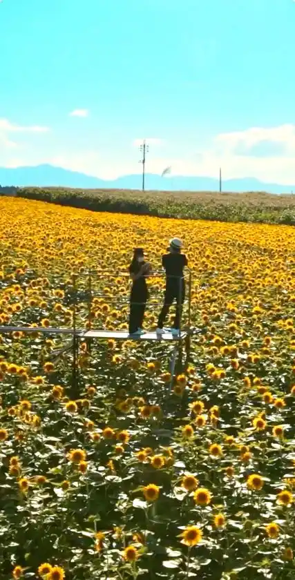 高台からのひまわり畑