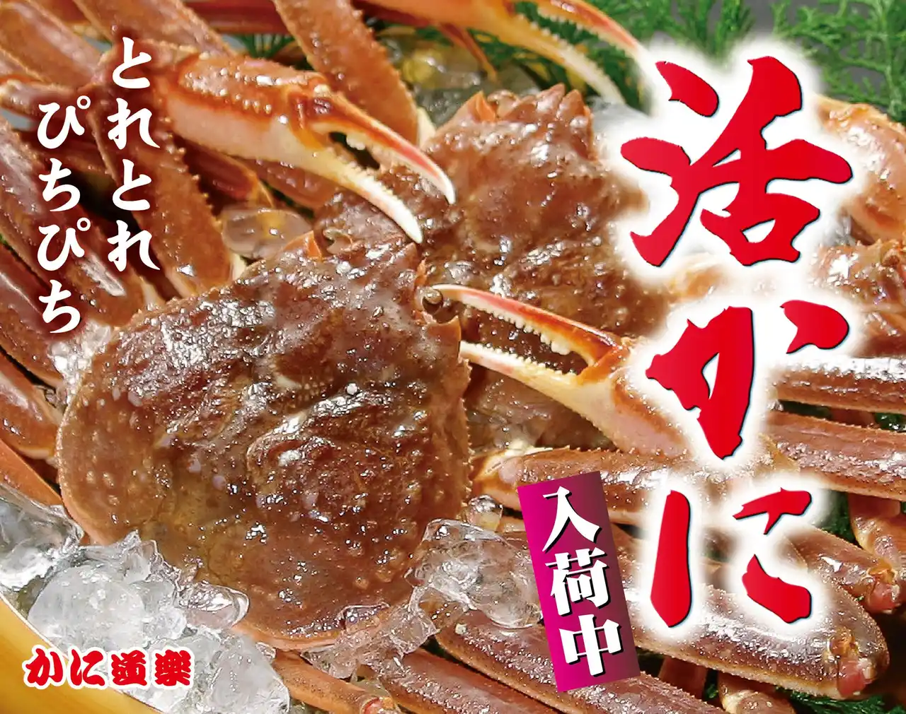 【株式会社かに道楽】 【活ズワイかに】年中入荷中！！