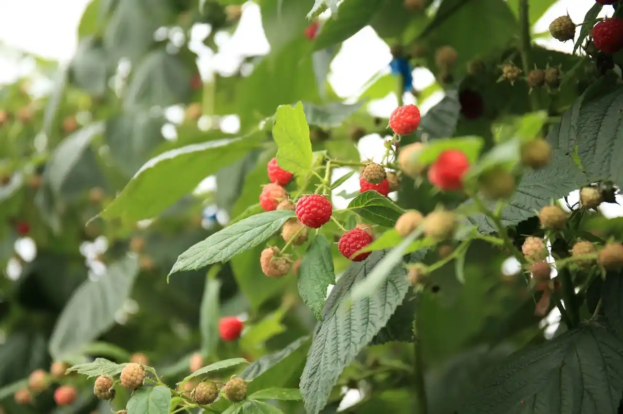 【三菱食品株式会社】 「かむかむ ラズベリーソーダ」が 2025年8月に期間限定で発売！