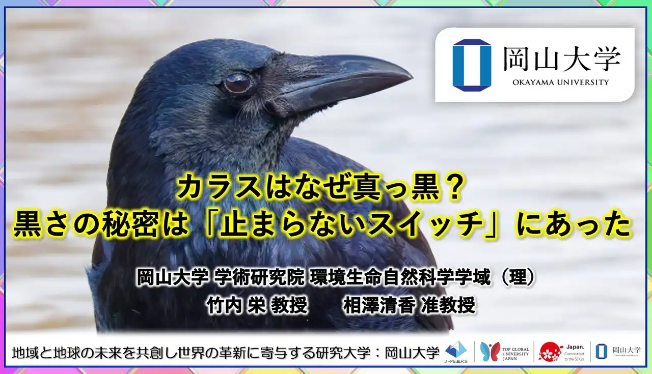 【岡山大学】カラスはなぜ真っ黒？―黒さの秘密は「止まらないスイッチ」にあった