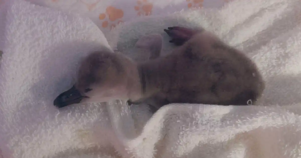 【合同会社DMM.com】 【DMMかりゆし水族館】フンボルトペンギンの赤ちゃん『いちご』が誕生！