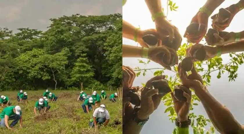 フロール・デ・カーニャによる植樹活動