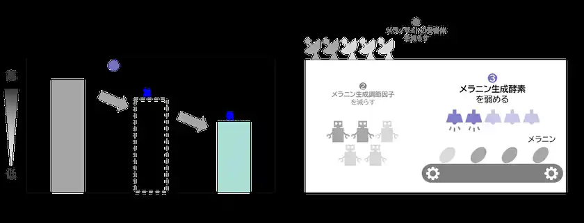 (図.4)7種類の植物の組み合わせによる相乗的なシミ生成抑制効果