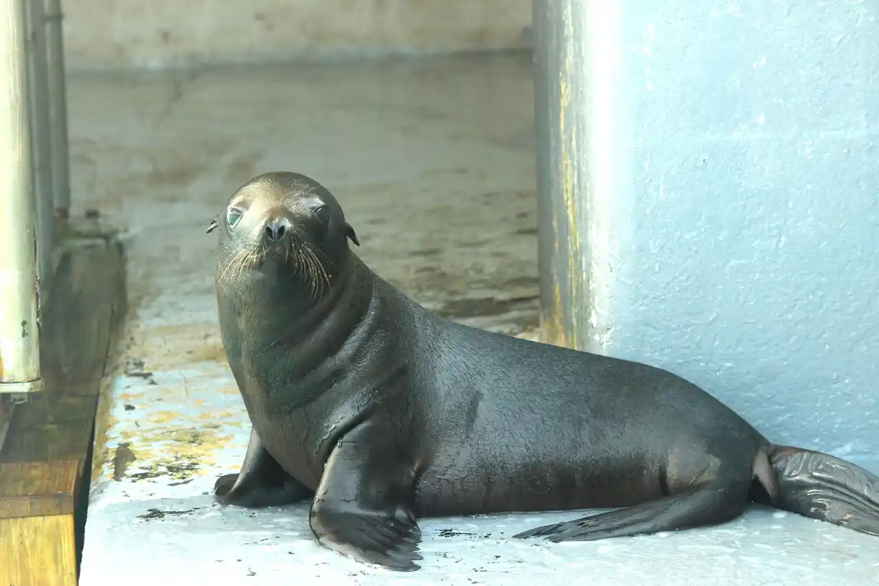 【南知多ビーチランド】アシカの赤ちゃんの愛称を募集します＜愛知＞