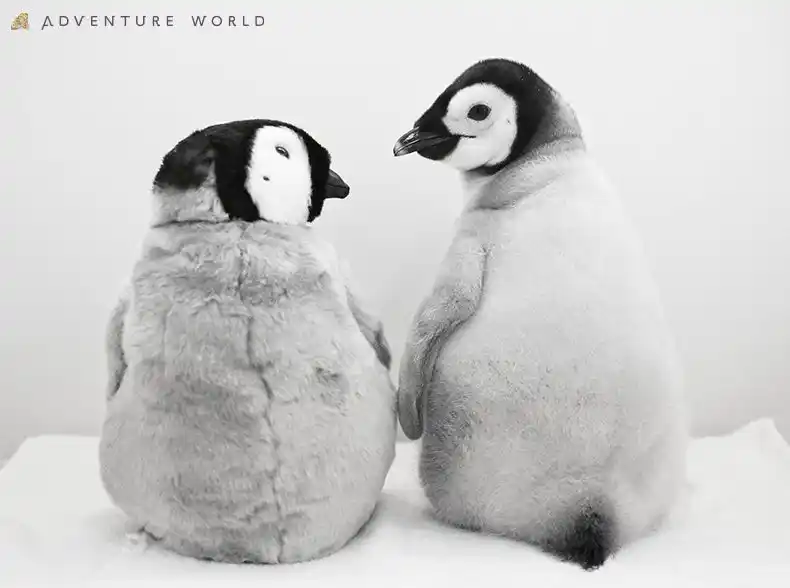 【アドベンチャーワールド】 ９月３０日生まれのエンペラーペンギンの赤ちゃん 公式SNS総インプレッション１億２千万超えを記録！ふわふわでかわいい“今だけ”の姿を公開中