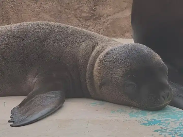 【株式会社サンシャインシティ】 サンシャイン水族館で6月に生まれた新しい仲間 アシカの仔の愛称が「ジョイ」に決定