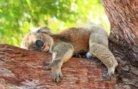 【株式会社エイチ・アイ・エス】 「オーストラリアコアラ基金」への支援を開始