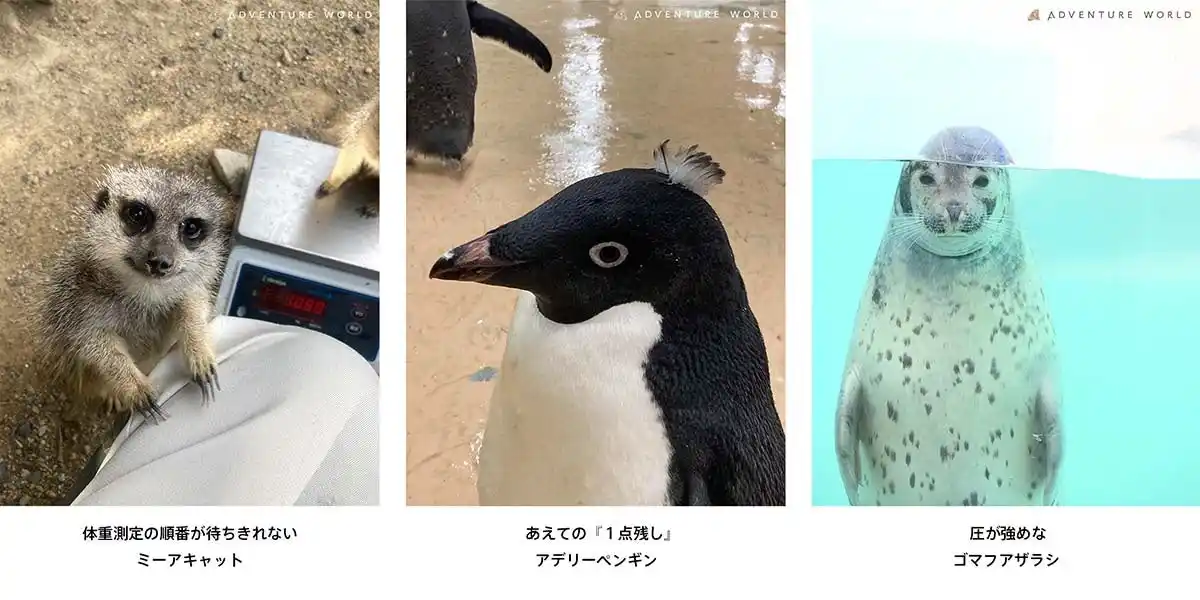 【アドベンチャーワールド】 【極秘公開】スタッフのカメラロール流出！？展 ～あの動物の「素顔」は、もっと面白い。～SHIRAHAMA KEY TERRACE HOTEL SEAMOREで２月９日（月）より写真パネル展開催