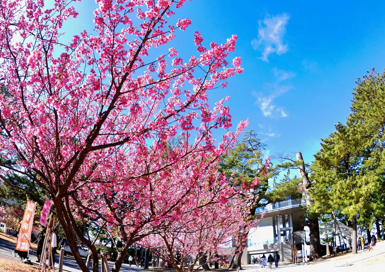 【伊豆市観光協会土肥支部】 １月に満開！日本で最も早咲きの桜「土肥桜」×「夕陽」の街で、時の移ろいを楽しむ『開運桜詣で』モニターツアーを開催！