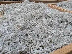 【和歌山市】 自治体連携から民間との共創を通じた市産品のプロモーションへ