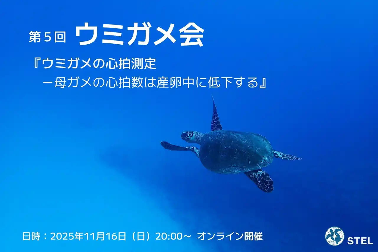 悠久の時を生きる、大海原の旅人の不思議を一緒に探ろう！　「ウミガメ会」11月16日（日）オンライン開催