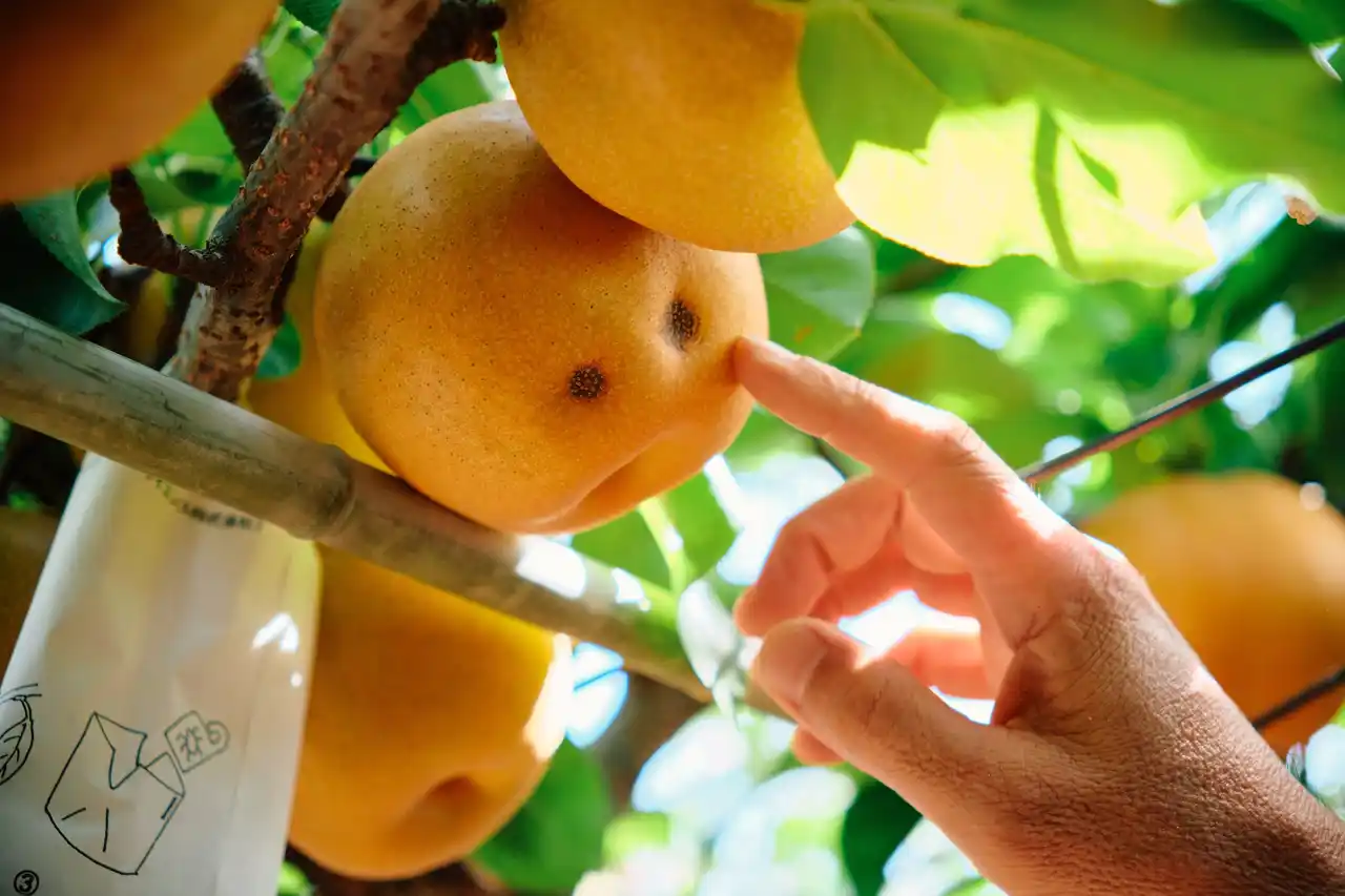 【キリン】 果実のフードロス削減・農家支援につながるチューハイ「キリン 氷結(R)mottainai 浜なし（期間限定）」が好評につき再登場