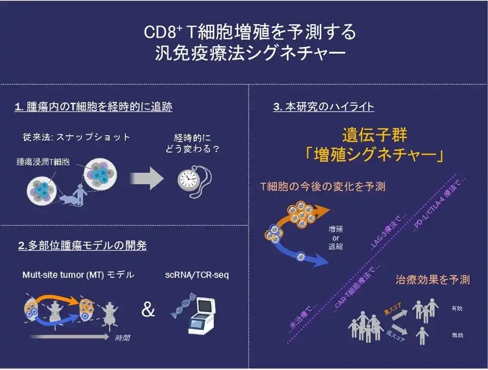【東京理科大学】 がん免疫療法の治療効果の鍵を握るT細胞増殖を予測する遺伝子群を発見 ～腫瘍内でのT細胞応答の理解と新たな治療法開発へ重要な知見～