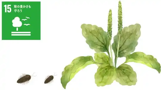 【国立大学法人熊本大学】 種子が植食者の糞を感知して食害を回避 ―糞中成分が安全なタイミングでの発芽を可能にする―